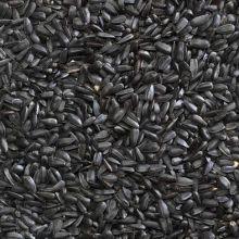 Black Sunflower Seed 20kg For Cheap